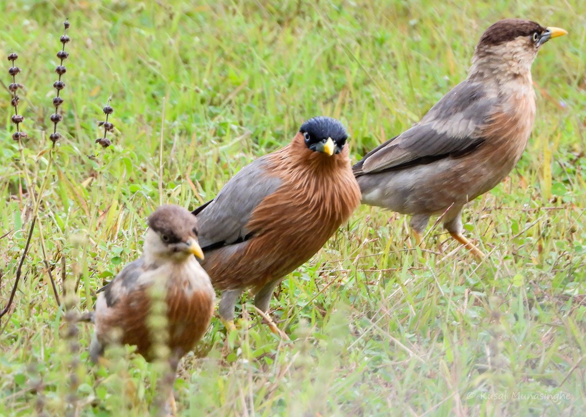 Brahminy Starling - ML639995724
