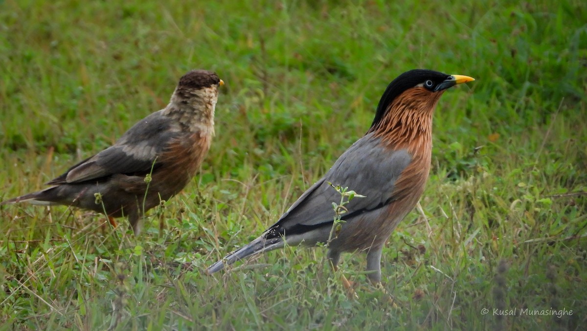 Brahminy Starling - ML639995725