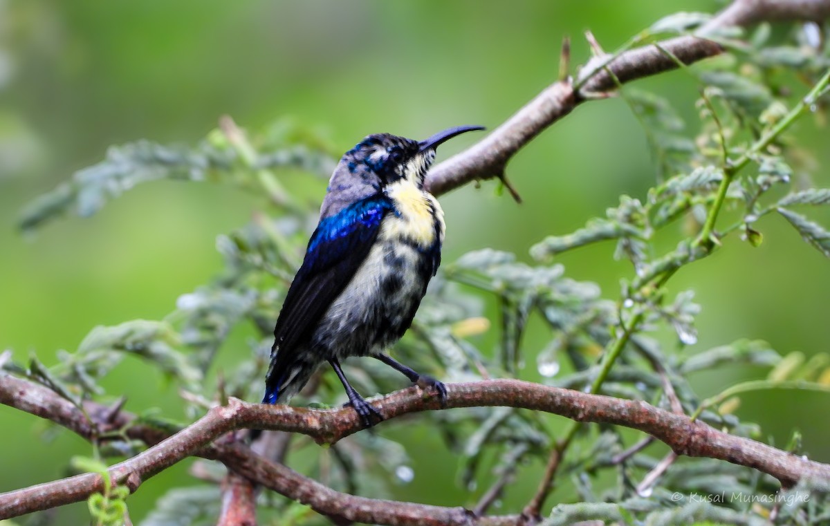 Purple Sunbird - ML639995754