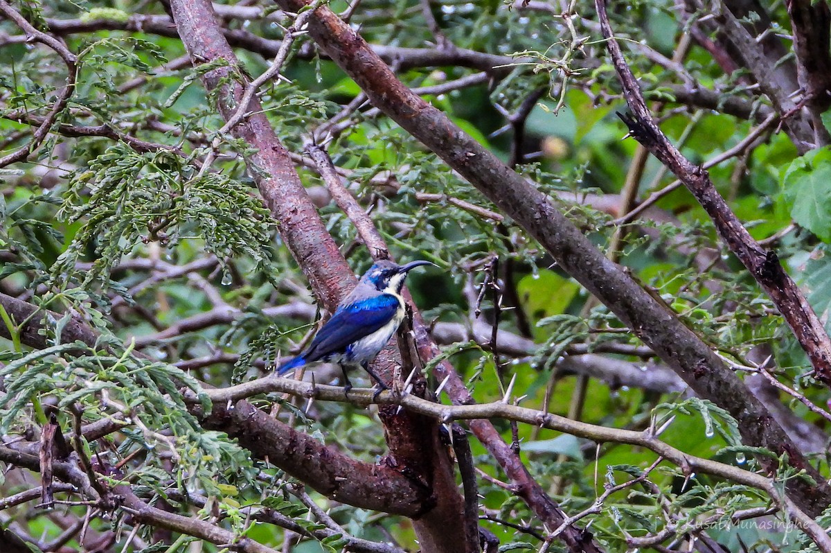 Purple Sunbird - ML639995755