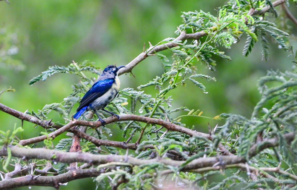 Purple Sunbird - ML639995756