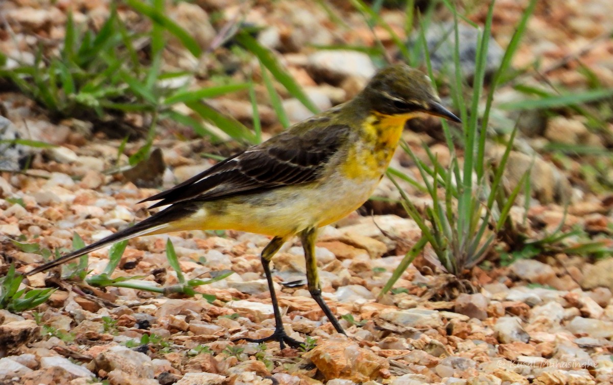 Western/Eastern Yellow Wagtail - ML639995771