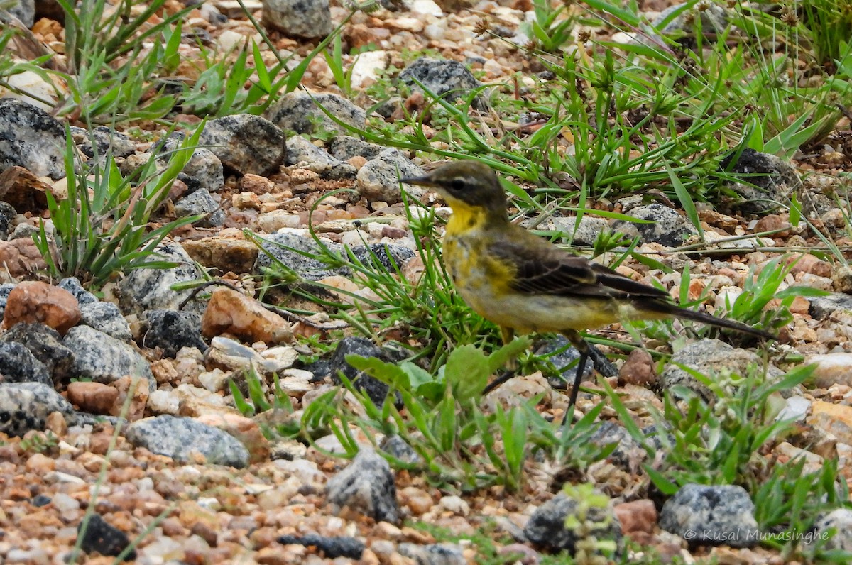 Western/Eastern Yellow Wagtail - ML639995772