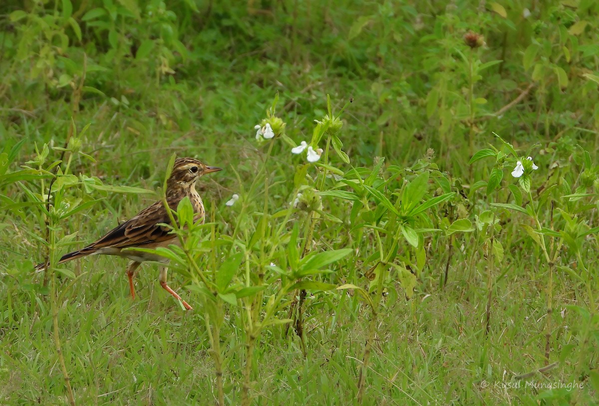 Paddyfield Pipit - ML639995790