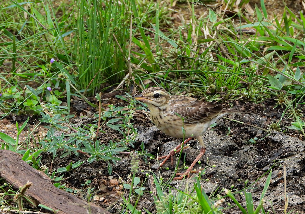 Paddyfield Pipit - ML639995791