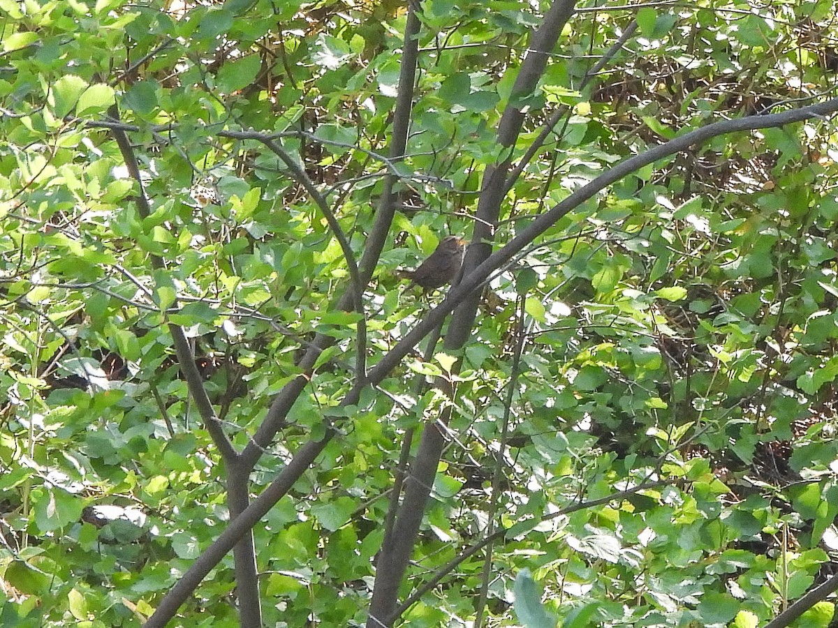 Pacific Wren - ML639995813