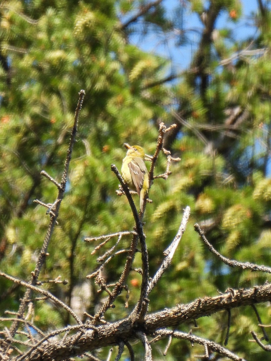 Western Tanager - ML639995837