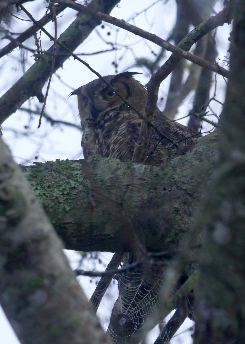 Great Horned Owl - ML639995841