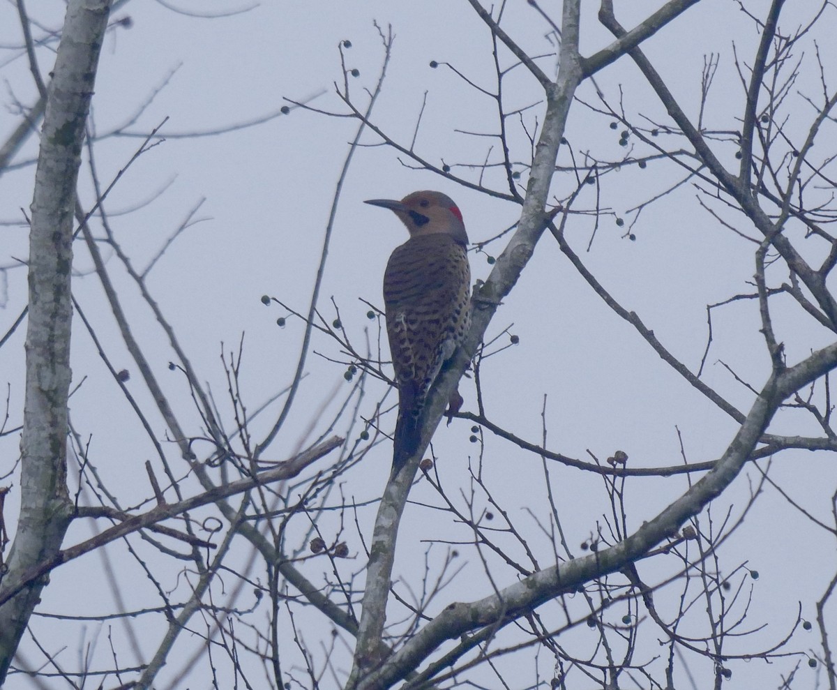 Northern Flicker - ML639995885