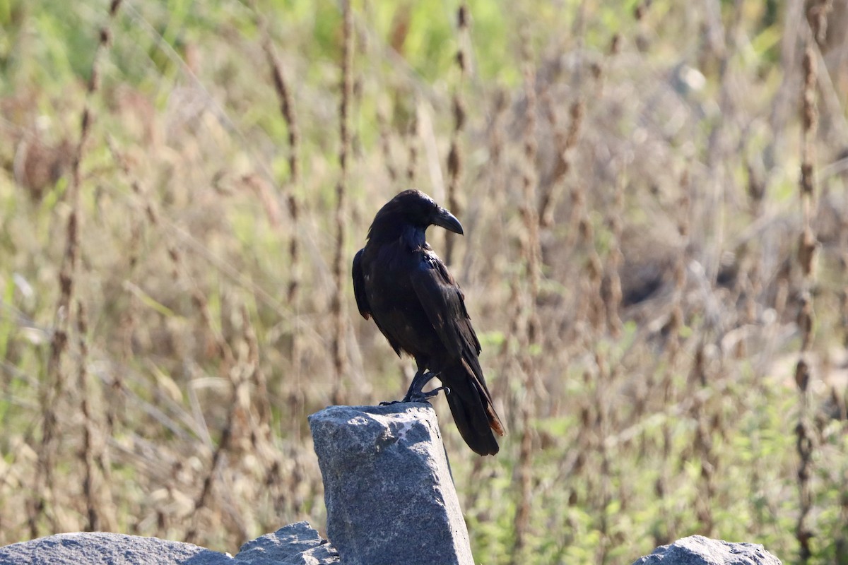 Common Raven - ML639995888