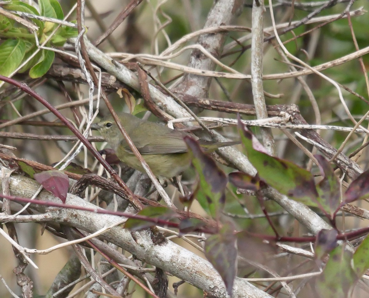 Orange-crowned Warbler - ML639995891