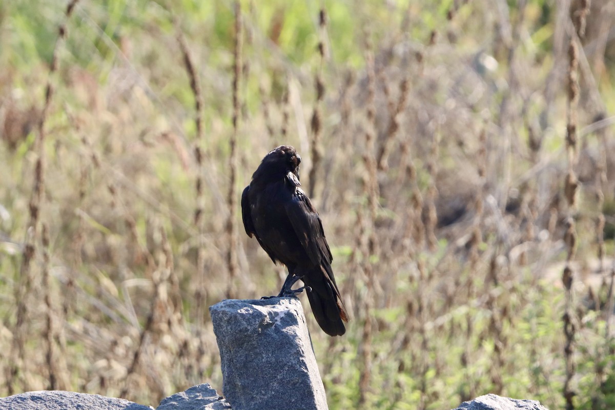 Common Raven - ML639995906