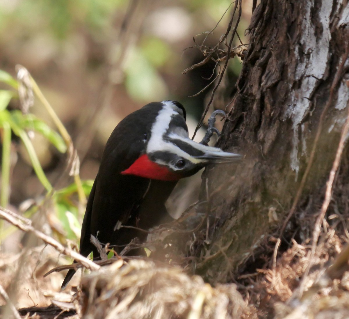 Pileated Woodpecker - ML639995923