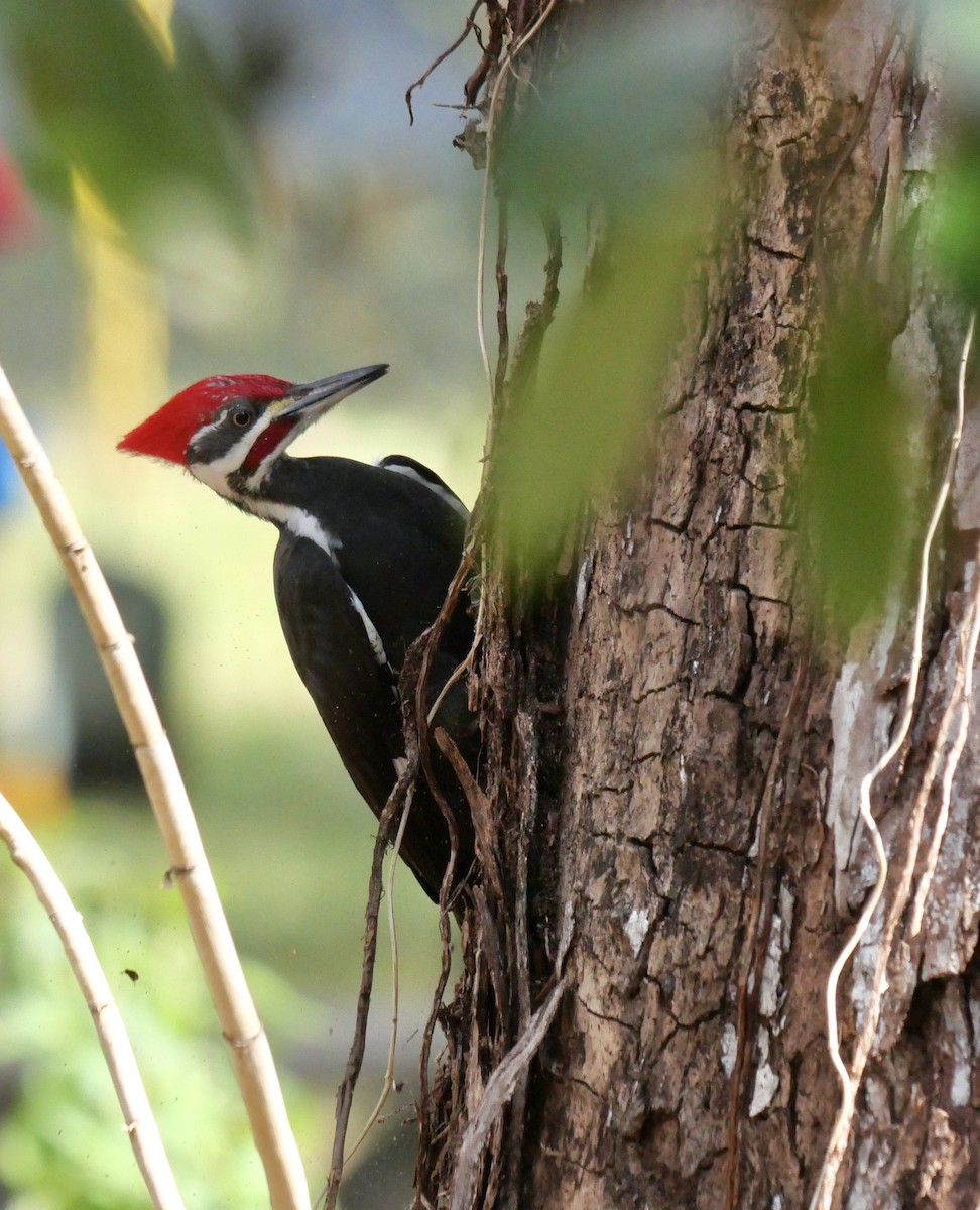 Pileated Woodpecker - ML639995924