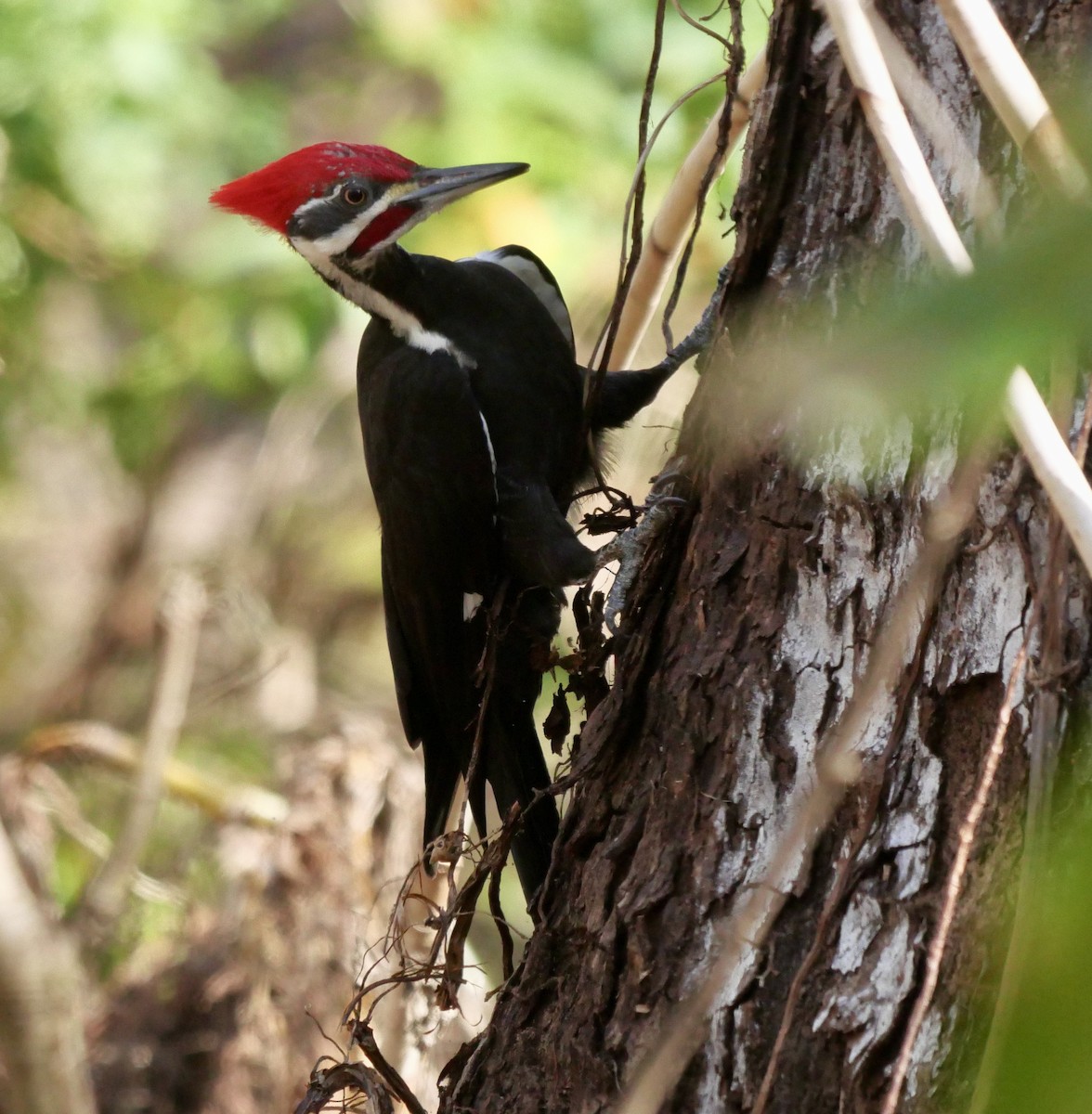 Pileated Woodpecker - ML639995925