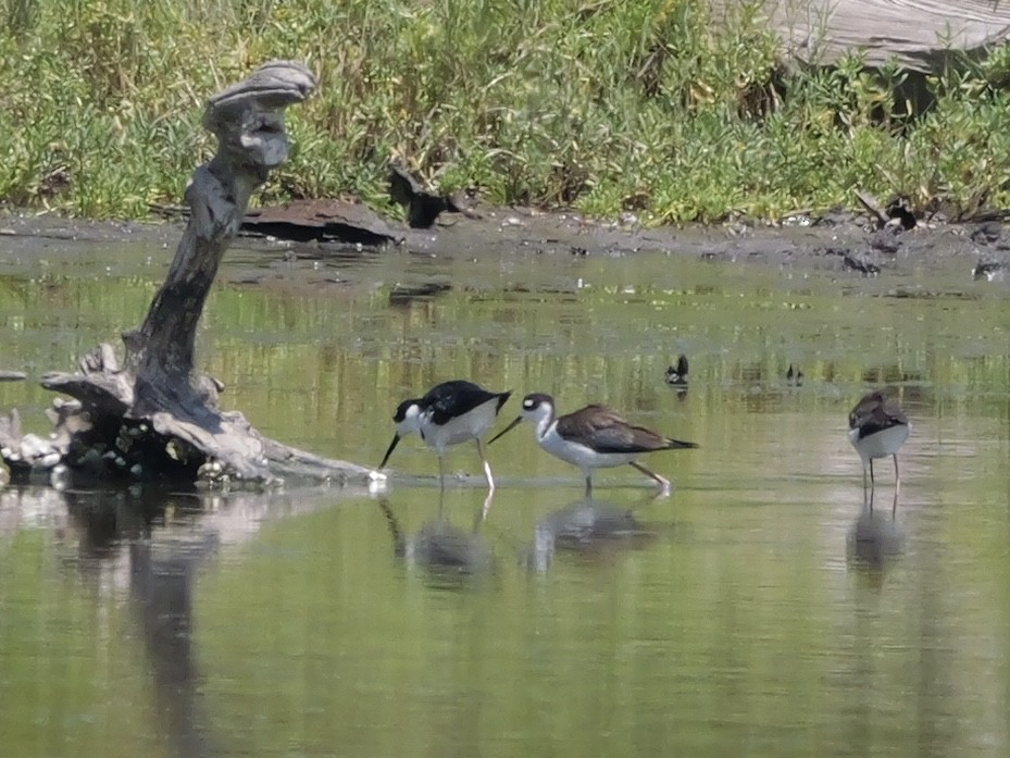 Black-necked Stilt - ML639995935