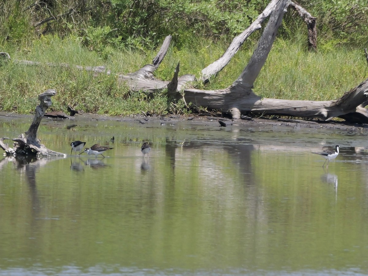 Black-necked Stilt - ML639995937