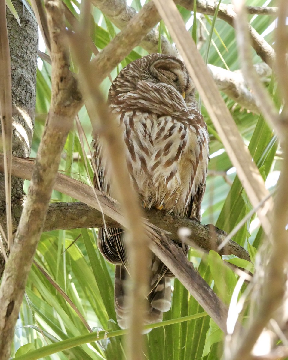 Barred Owl - ML639995947