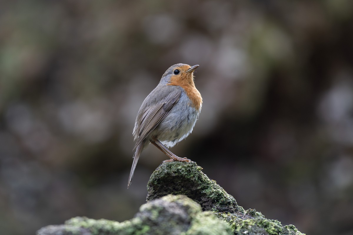European Robin - ML639995954