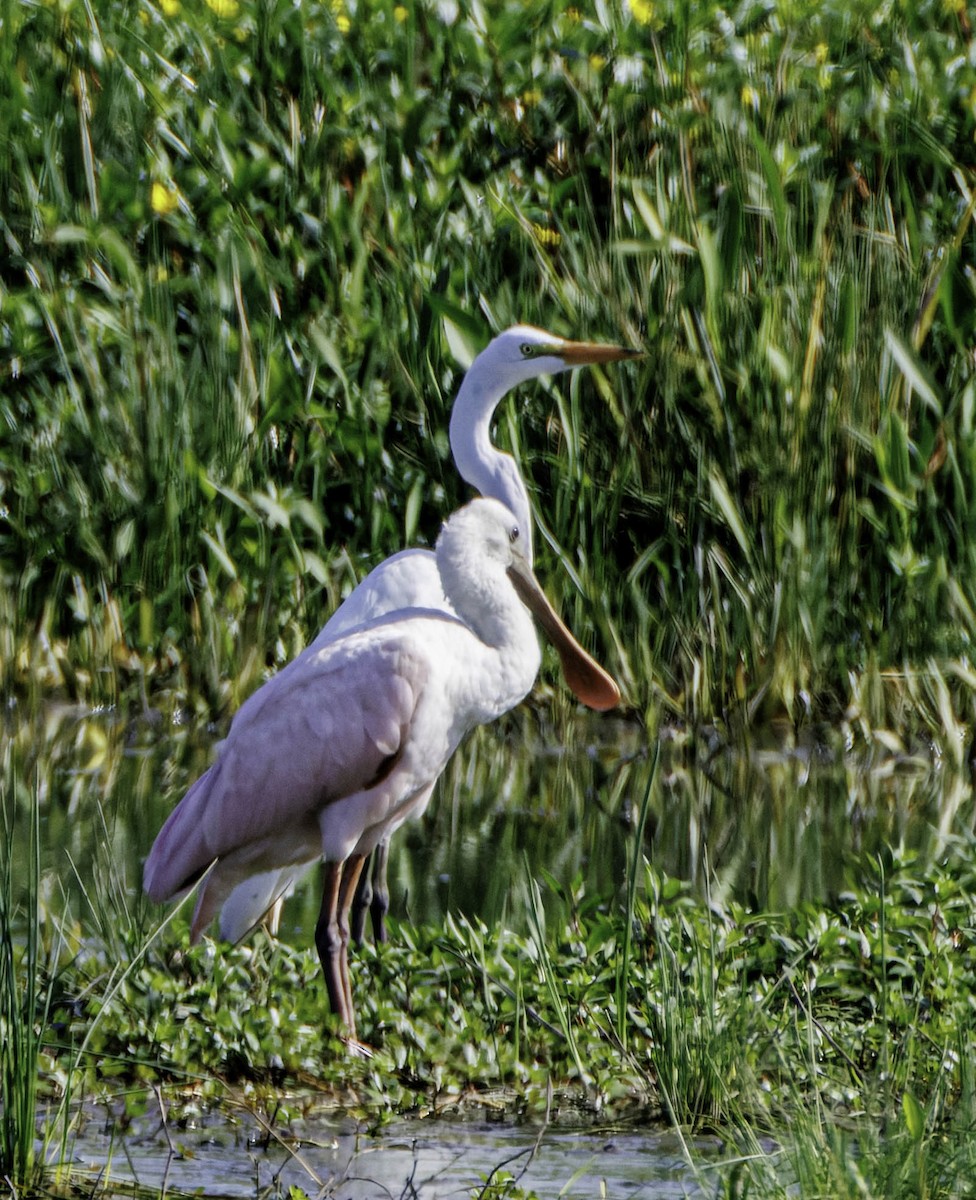 Roseate Spoonbill - ML639995958