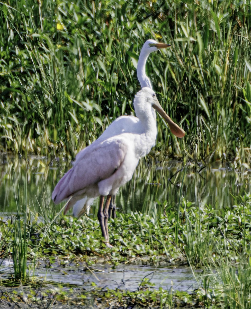 Roseate Spoonbill - ML639995959