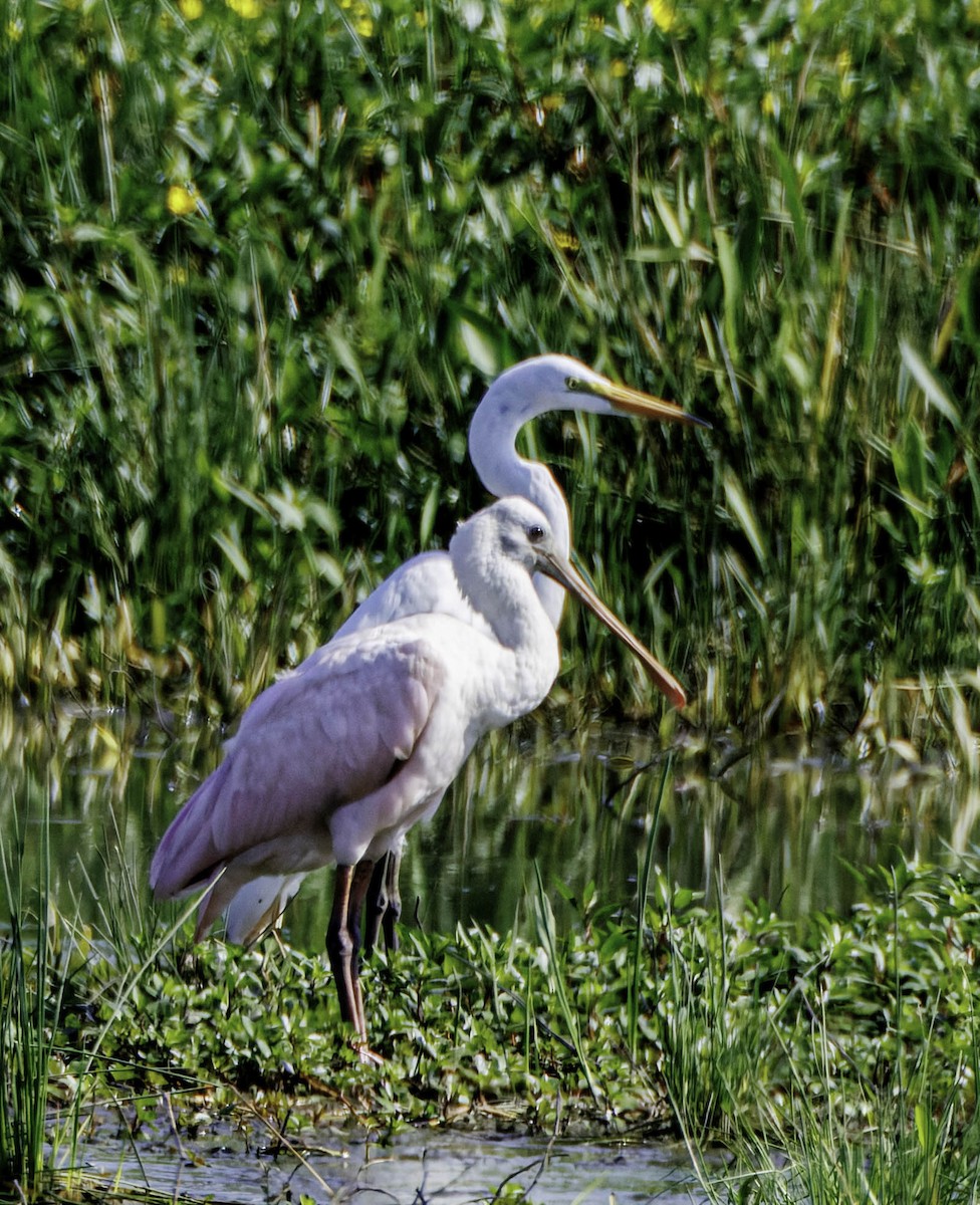 Roseate Spoonbill - ML639995960