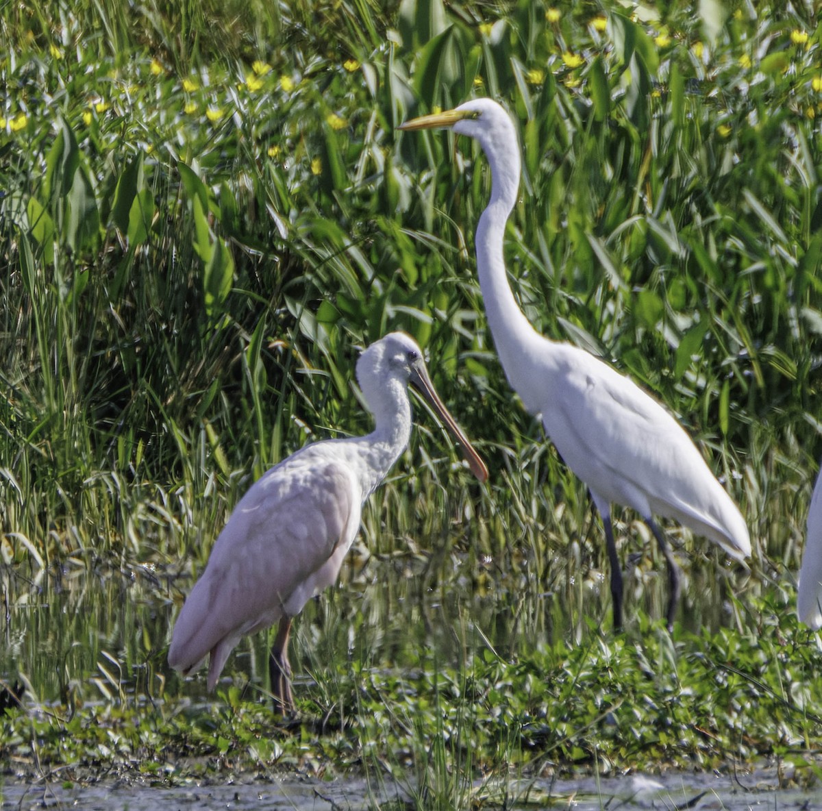 Roseate Spoonbill - ML639995961