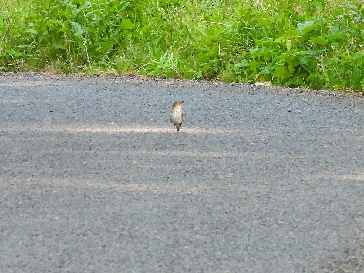 Swainson's Thrush - ML639995968