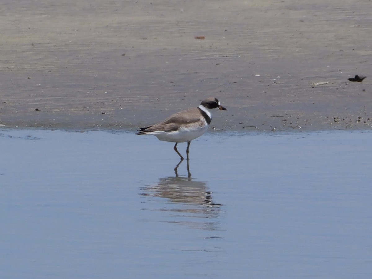Semipalmated Plover - ML639995970
