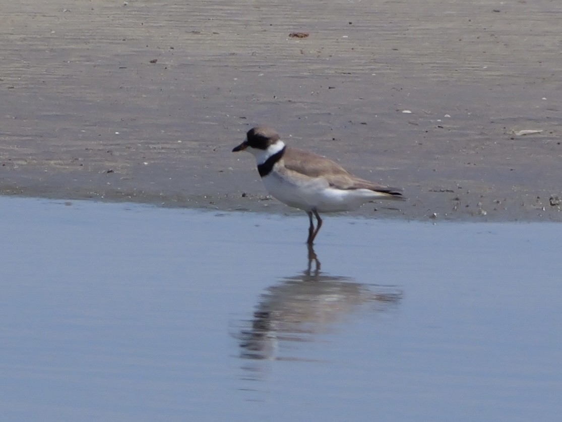 Semipalmated Plover - ML639995971
