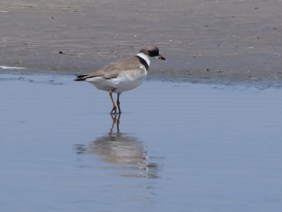 Semipalmated Plover - ML639995972