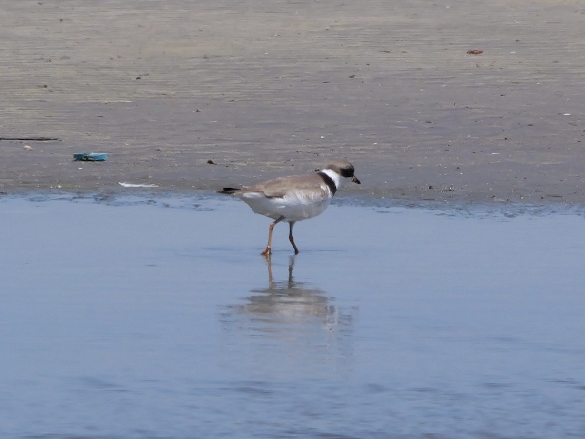 Semipalmated Plover - ML639995973