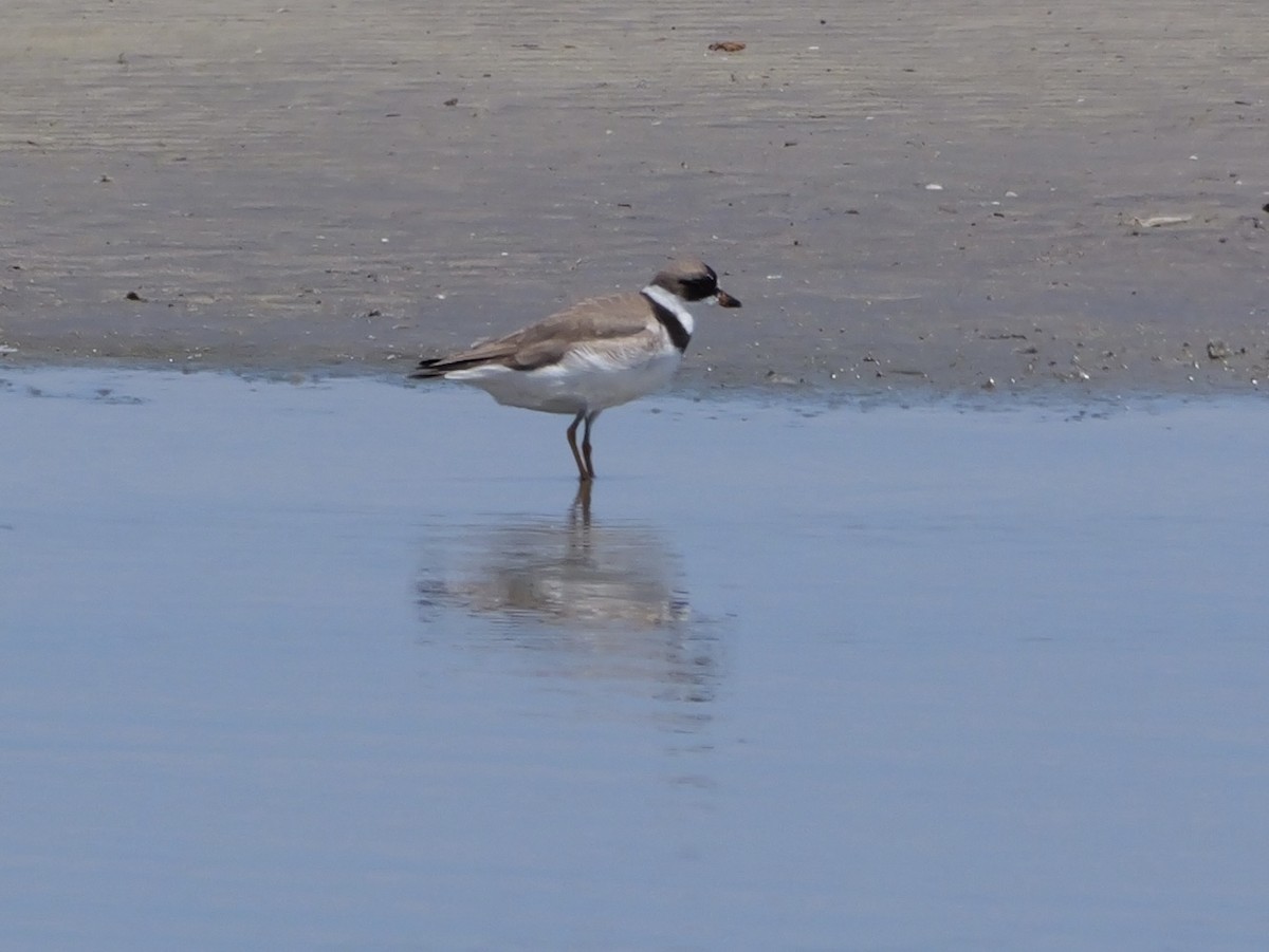Semipalmated Plover - ML639995974