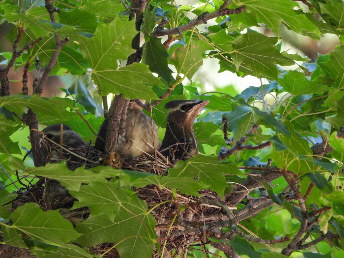 Cedar Waxwing - ML639995994