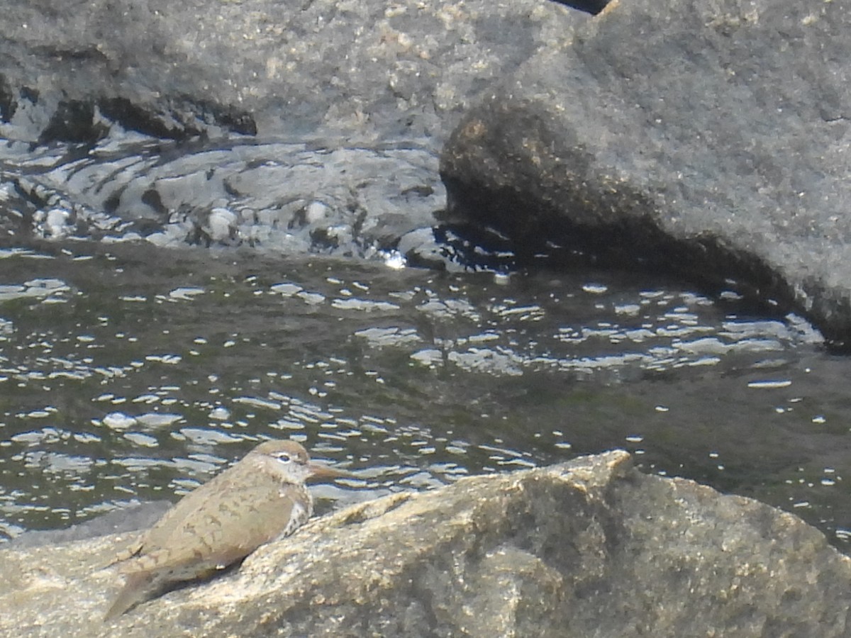 Spotted Sandpiper - ML639995998