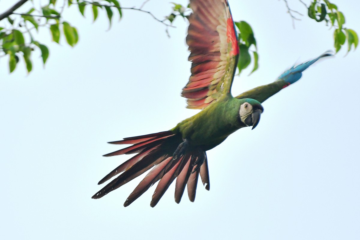 Chestnut-fronted Macaw - ML639996004