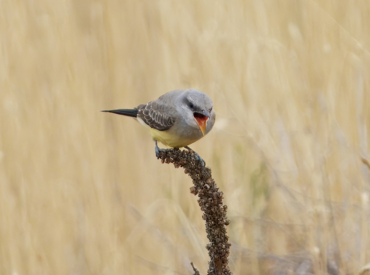 Western Kingbird - ML639996092