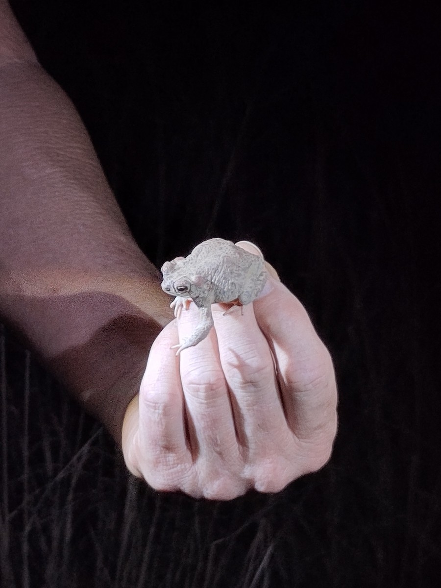 Red-spotted Toad - ML639996093