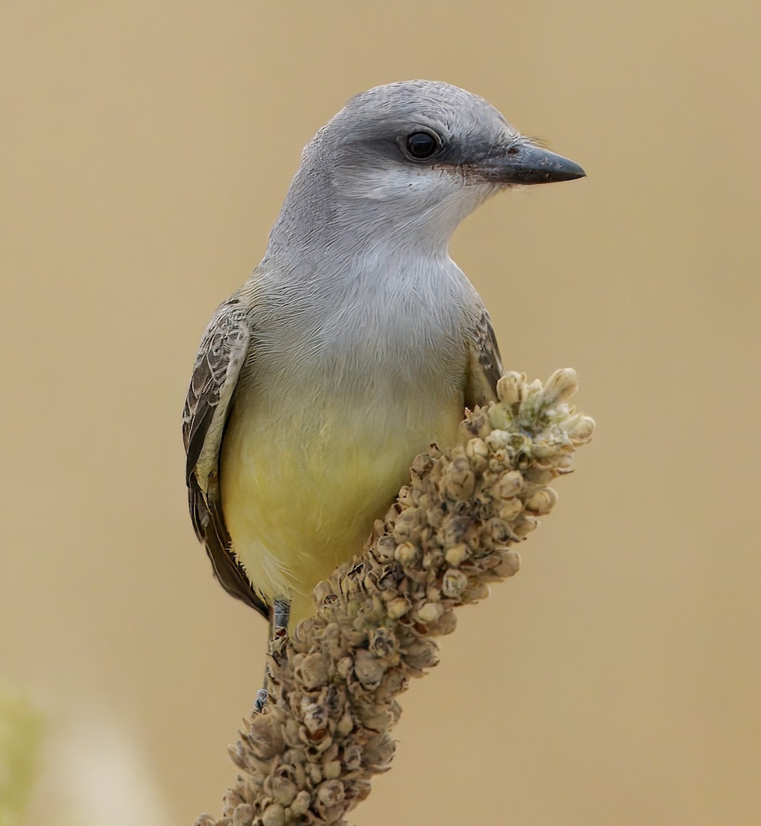 Western Kingbird - ML639996098