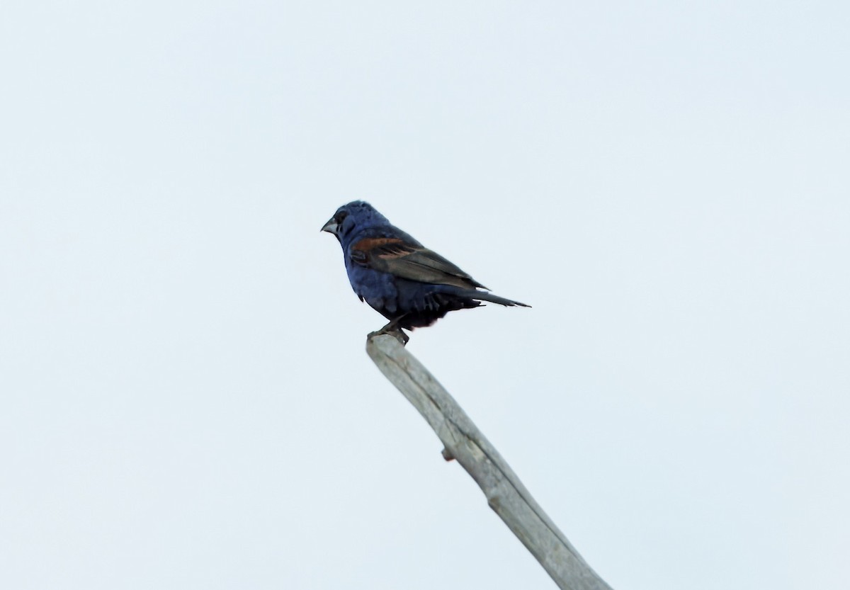 Blue Grosbeak - ML639996105