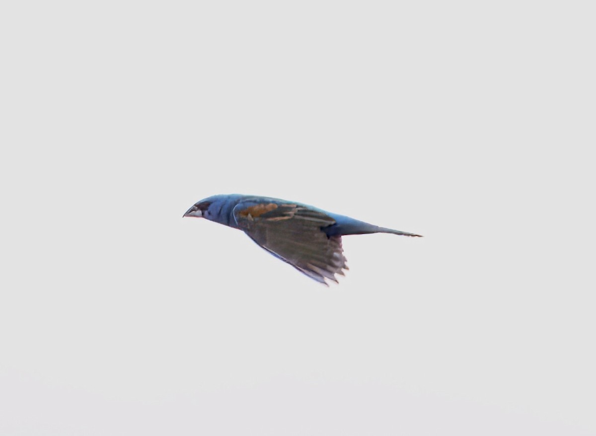 Blue Grosbeak - ML639996108