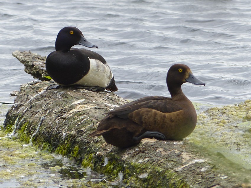 鳳頭潛鴨 - ML63999611