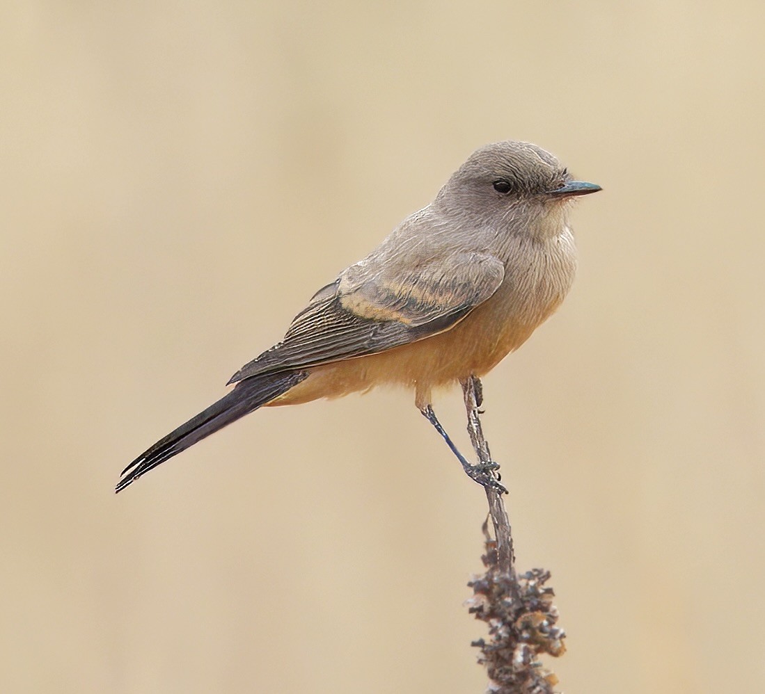 Say's Phoebe - ML639996122