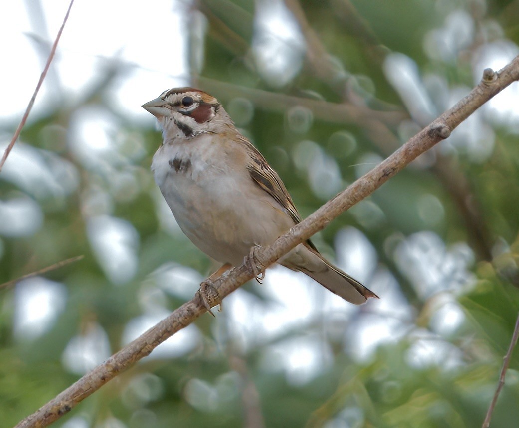 Lark Sparrow - ML639996132