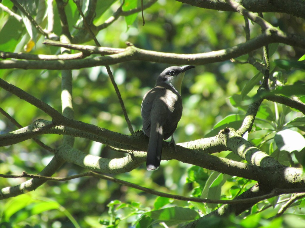 Dark-billed Cuckoo - ML639996133