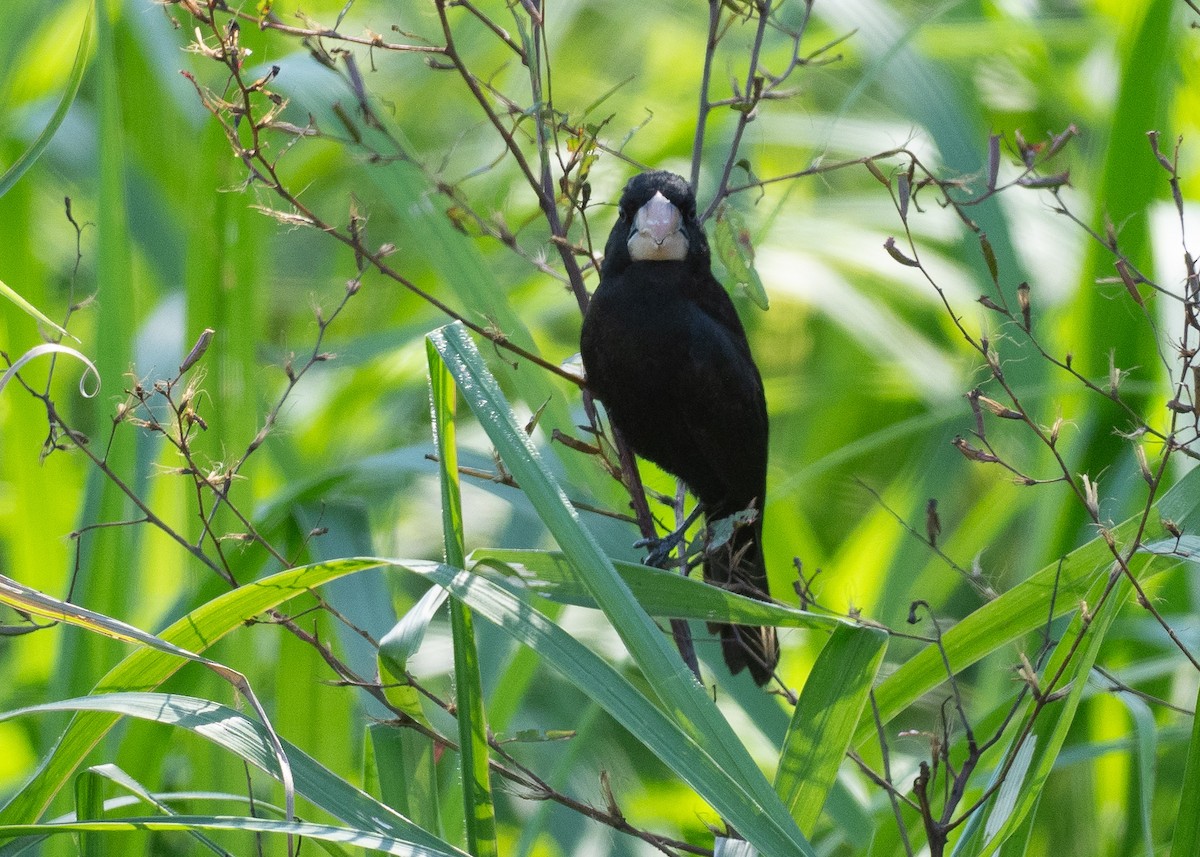 Nicaraguan Seed-Finch - ML639996135