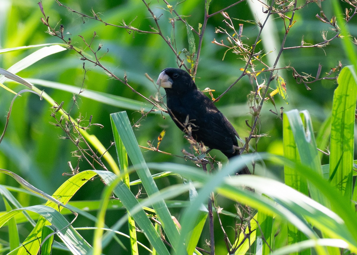 Nicaraguan Seed-Finch - ML639996136