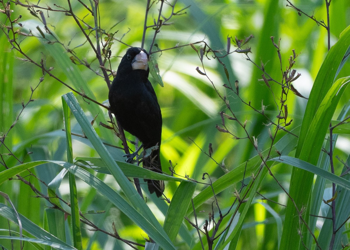 Nicaraguan Seed-Finch - ML639996137