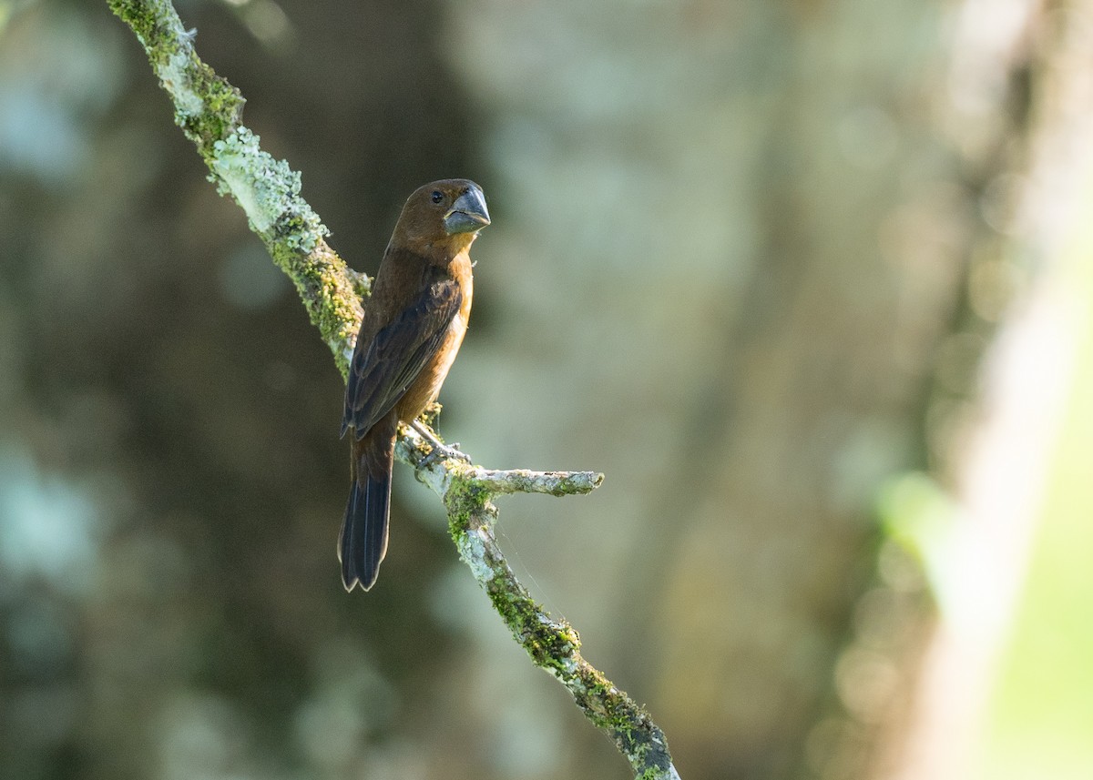 Nicaraguan Seed-Finch - ML639996140