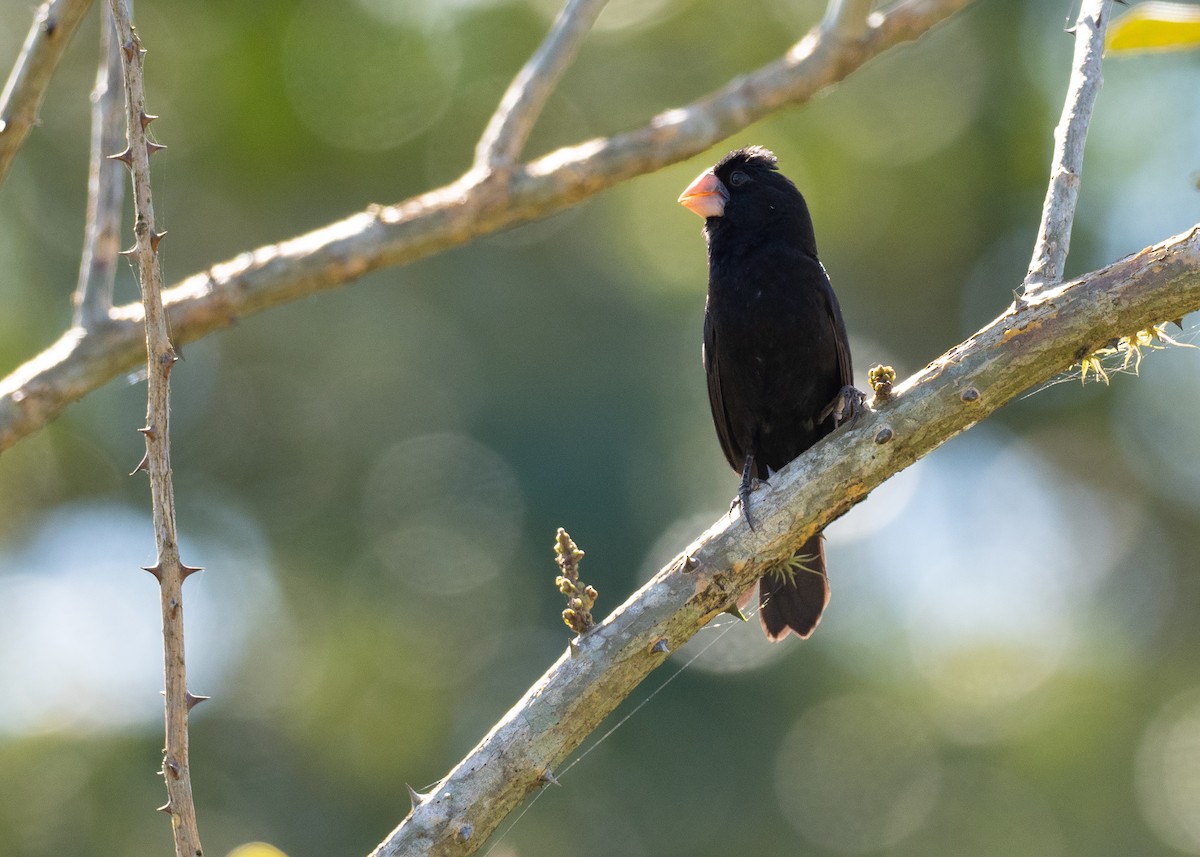 Nicaraguan Seed-Finch - ML639996142